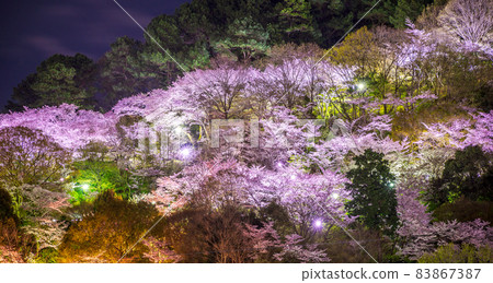 Night cherry blossoms in Nagano Park Night cherry blossoms in Nagano Park 83867387
