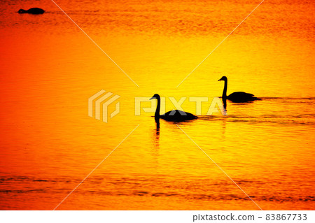 Sunset and swan silhouette Sunset and swan silhouette 83867733
