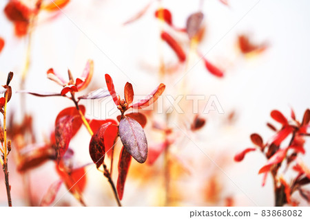Ezomurasaki azalea with beautiful autumn leaves Ezomurasaki azalea with beautiful autumn leaves 83868082