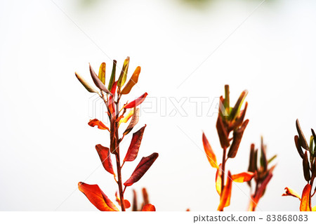 有美麗秋葉的蝦村崎杜鵑花 83868083