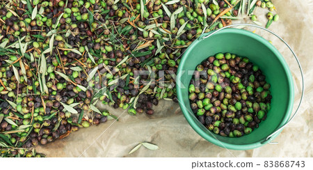 Olives picking from plants during harvesting, green, black, beating to obtain extra virgin oil. 83868743