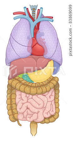 Illustration of lung, heart, large intestine, small intestine, liver, stomach 83869099