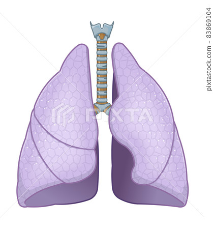 Illustration of lungs and trachea 83869104