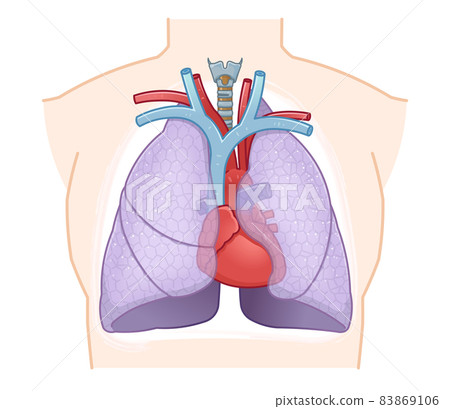 Illustration of lungs, heart, trachea 83869106