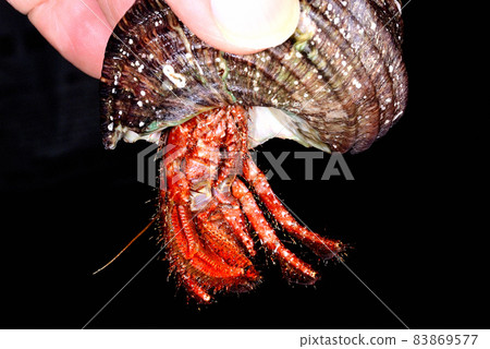 Monodonta confusa 寄居蟹在生活狀態 Monodonta confusa 寄居蟹在生活狀態 83869577