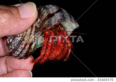 Monodonta confusa hermit crab in a living state 83869579