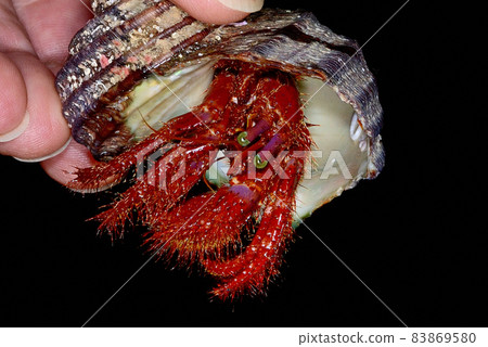 Monodonta confusa hermit crab in a living state 83869580