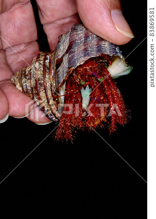 Monodonta confusa hermit crab in a living state 83869581
