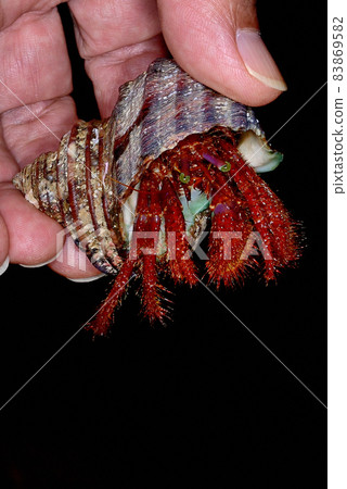 Monodonta confusa hermit crab in a living state 83869582