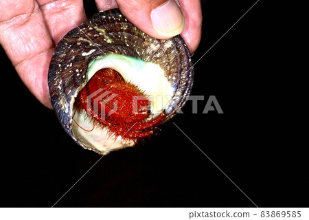 Monodonta confusa hermit crab in a living state Monodonta confusa hermit crab in a living state 83869585