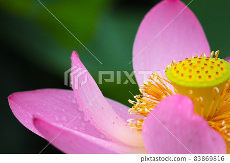 蓮花 蓮花 83869816