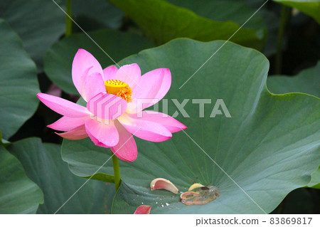 蓮花 蓮花 83869817