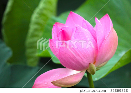 蓮花 蓮花 83869818