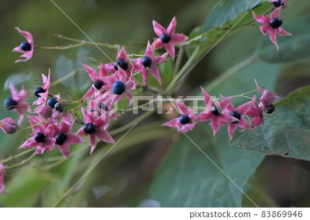 兔子水果 83869946