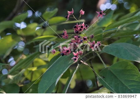 Rabbit fruit Rabbit fruit 83869947