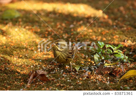 Black-faced bunting female looking for food in a wooded area where osmanthus flowers are scattered 83871361