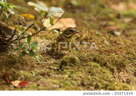 黑臉彩旗女性在林區尋找食物 83871434