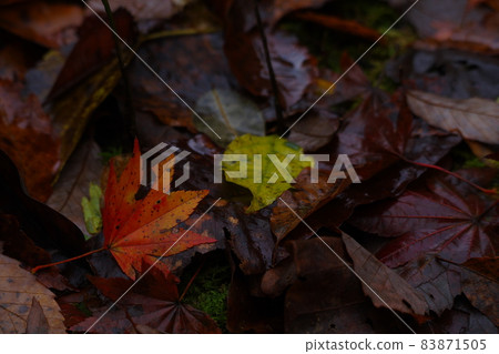 Deciduous leaves of hardwood Deciduous leaves of hardwood 83871505