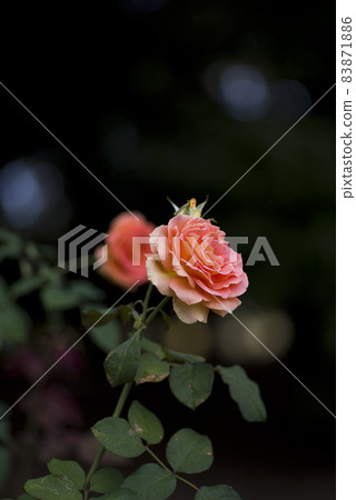Pink rose flowers are in bloom in the rose garden. The variety name of this rose is brass band. 83871886