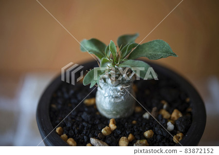 Pachypodium Namakuanam 83872152