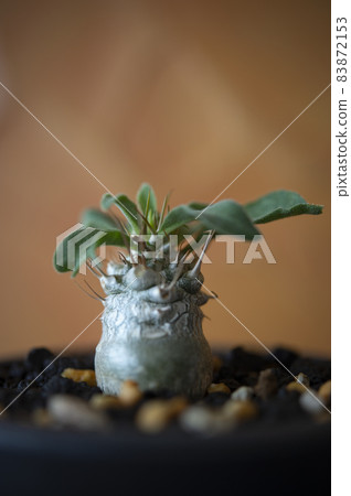 Pachypodium Namakuanam 83872153