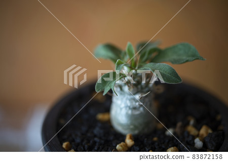 Pachypodium Namakuanam 83872158