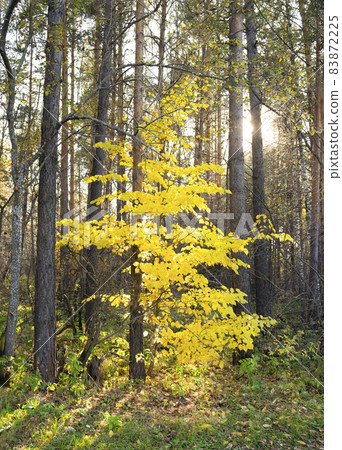 Autumn landscape. A tree with yellow leaves in a coniferous forest. The sun shines through the tree trunks 83872225
