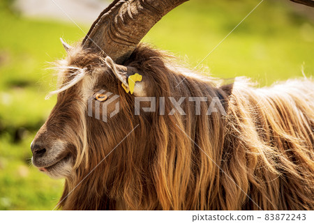 Portrait of a beautiful Billygoat or Male Goat in Italian Alps Portrait of a beautiful Billygoat or Male Goat in Italian Alps 83872243