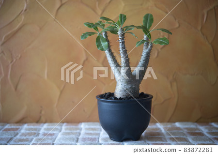 Pachypodium makaiense 83872281