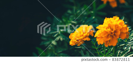 banner with orange marigolds with green leaves in garden  83872811