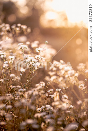Autumn wild grass and flowers on a meadow Autumn wild grass and flowers on a meadow 83872819
