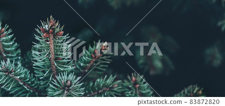 banner with pine branches on dark copy space banner with pine branches on dark copy space 83872820