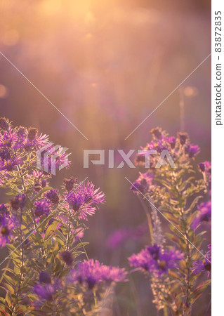 Autumn wild grass and flowers on a meadow Autumn wild grass and flowers on a meadow 83872835