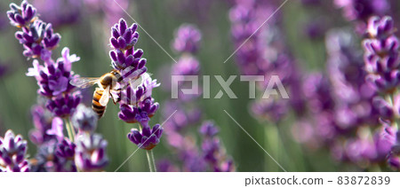 Banner with lavender flower field at sunset rays Banner with lavender flower field at sunset rays 83872839