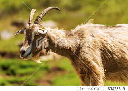 Close-up of a Mountain Goat with Horns in Italian Alps Close-up of a Mountain Goat with Horns in Italian Alps 83872849