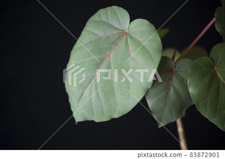 Ficus petiolaris leaves Ficus petiolaris leaves 83872901