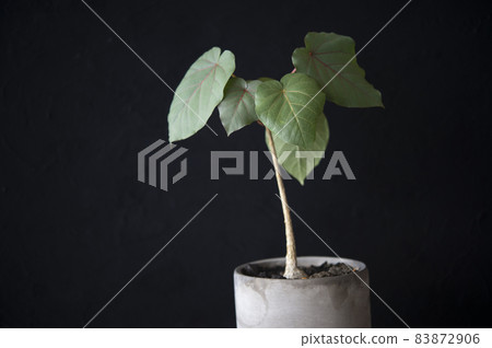 Ficus Petio Laris Ficus Petio Laris 83872906