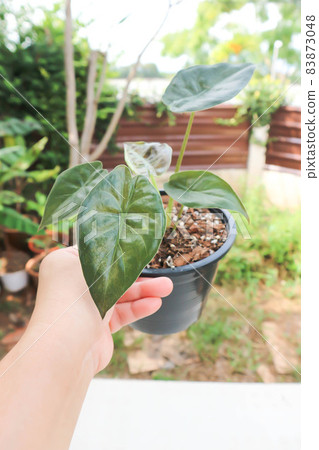 Alocasia Wentii ,Alocasia plant Alocasia Wentii ,Alocasia plant 83873048