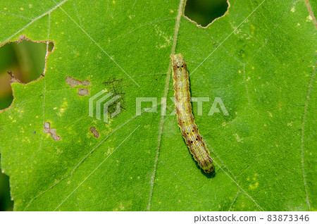 蜻蜓幼蟲 83873346