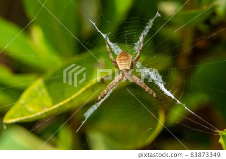 Kogatakoganegumo少年 83873349