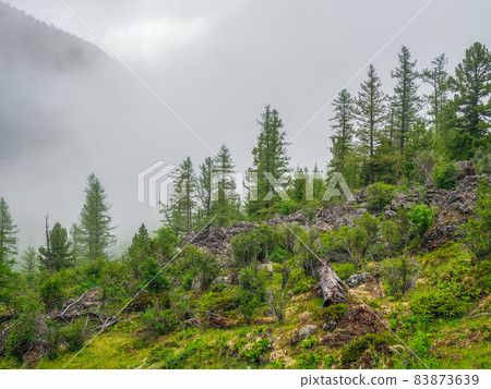 Foggy atmospheric green forest landscape with firs in mountains. Minimalist scenery with edge coniferous forest in light mist. Alpine tranquil landscape at early morning. Foggy atmospheric green forest landscape with firs in mountains. Minimalist scenery with edge coniferous forest in light mist. Alpine tranquil landscape at early morning. 83873639