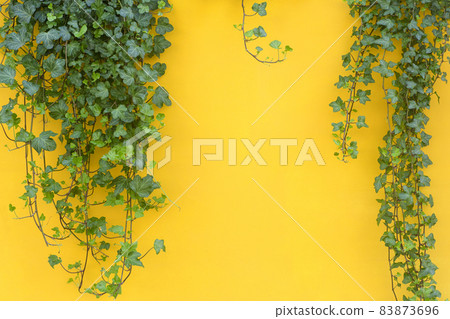 Colored background with a tropical jungle plant. Yellow background with green ivy in the sunlight. Copy space 83873696