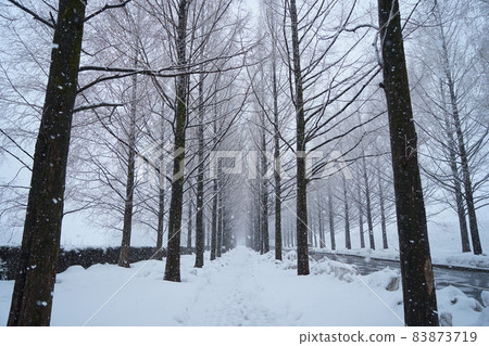 北陸金澤的雪水杉樹 83873719