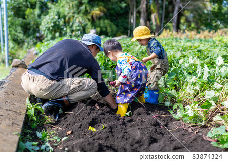 家庭土豆挖掘,紅薯田收穫 家庭土豆挖掘,紅薯田收穫 83874324