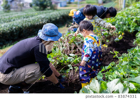家庭土豆挖掘,紅薯田收穫 家庭土豆挖掘,紅薯田收穫 83874331