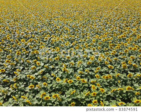 Sunflower field, top view. Sunflower plants bloom in a farmer's field. Sunflower field, top view. Sunflower plants bloom in a farmer's field. 83874591