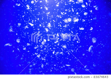 jellyfish jellyfish 83874643