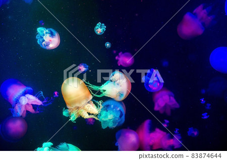 jellyfish jellyfish 83874644