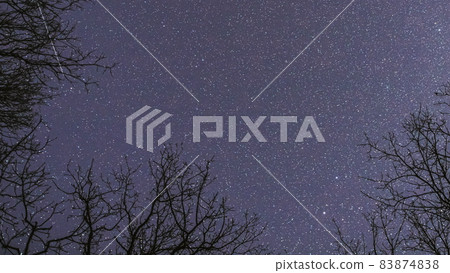 Night Sky Stars Above Oak Trees Branches In Early Spring. Natural Starry Sky Above Woods. Night Sky Background. Timelapse. 83874838