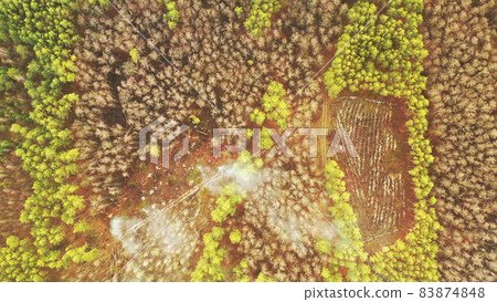 Aerial View Green Pine Forest Deforestation Area Landscape. Smoke From Burning Spruce Branches Left After Cutting Down Pines. Top View Of Growing Forest And Empty Land. Drone View. Bird's Eye View Aerial View Green Pine Forest Deforestation Area Landscape. Smoke From Burning Spruce Branches Left After Cutting Down Pines. Top View Of Growing Forest And Empty Land. Drone View. Bird's Eye View 83874848